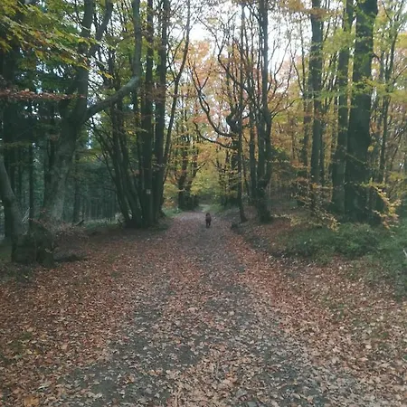 Letniskowe Pod Lasem Lodge *